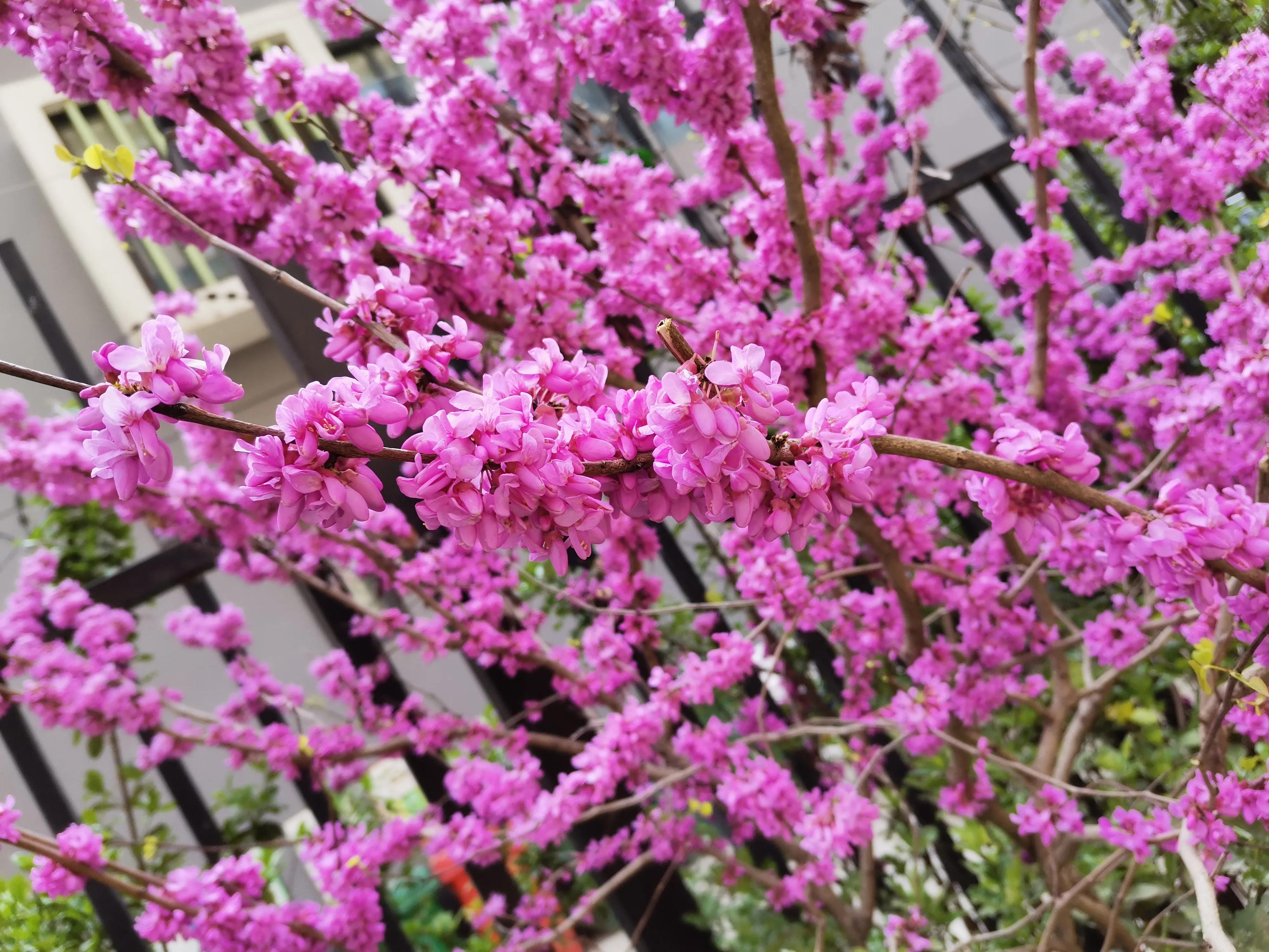 什么叫幸福什么叫真爱,什么叫幸福豫剧原唱