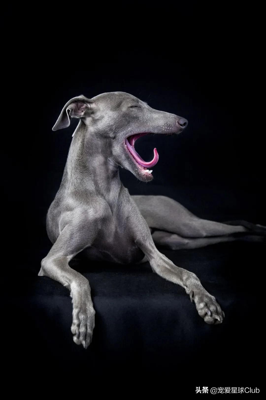 惠比特犬夜猎兔视频最新,惠比特犬猎兔视频国外