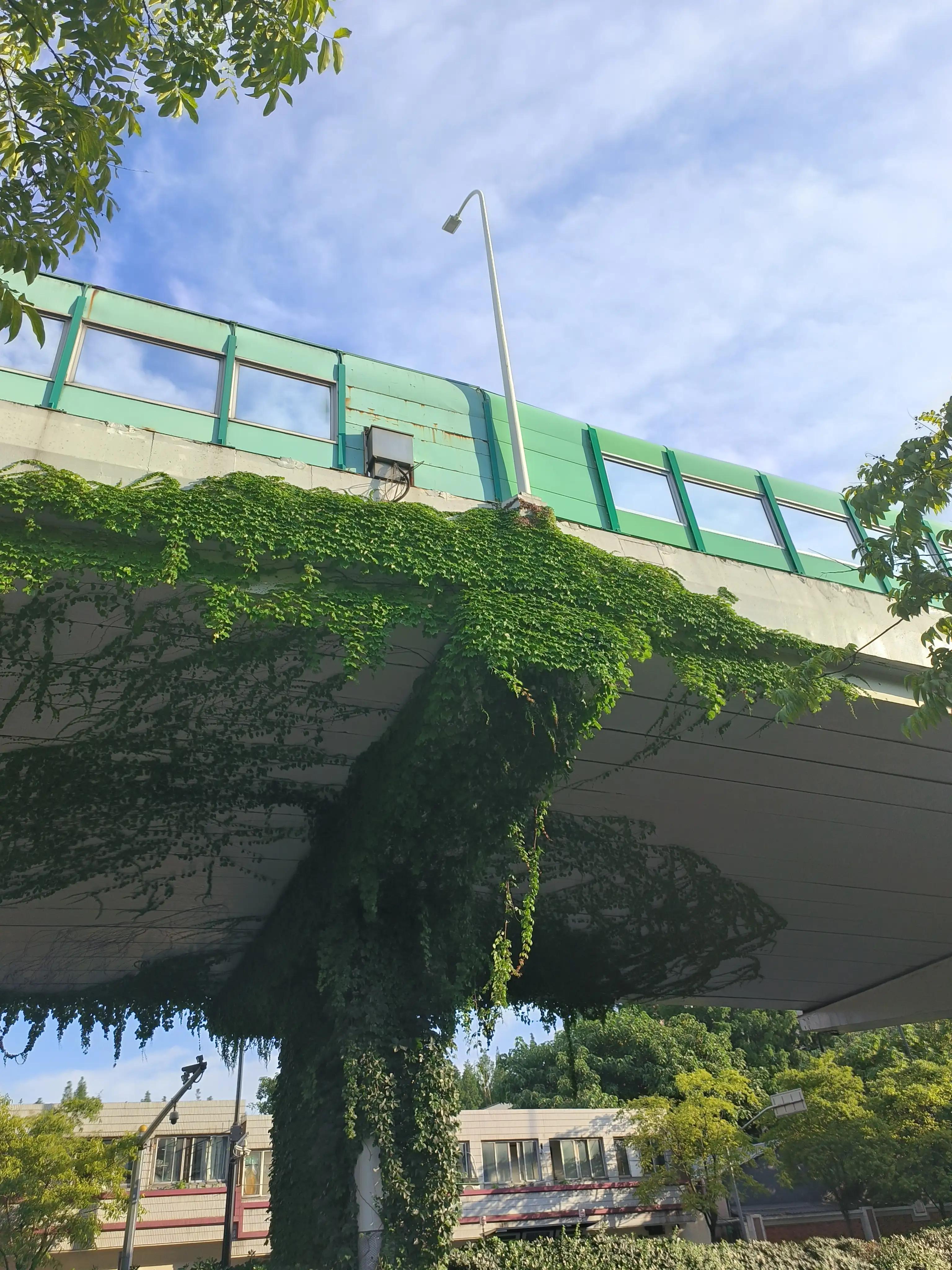 夏日花草别样美,美丽的花草合集
