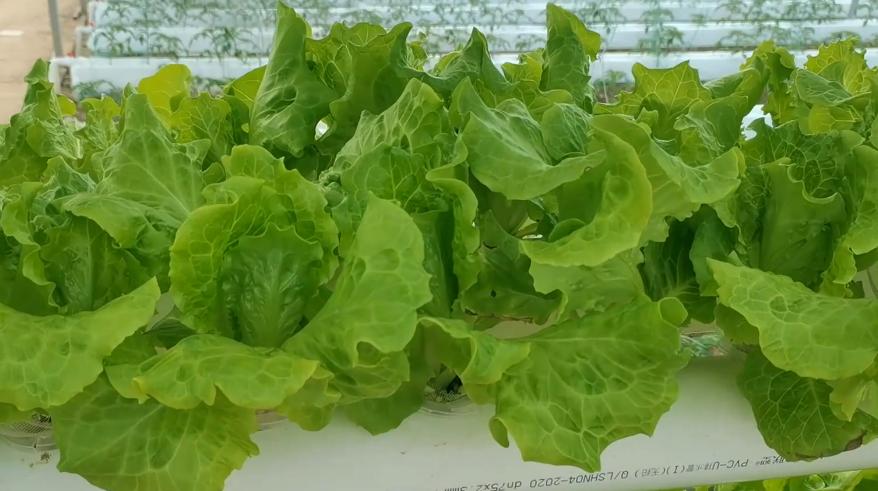 pvc水培蔬菜怎么种植,水培蔬菜种植5亩投资多少钱