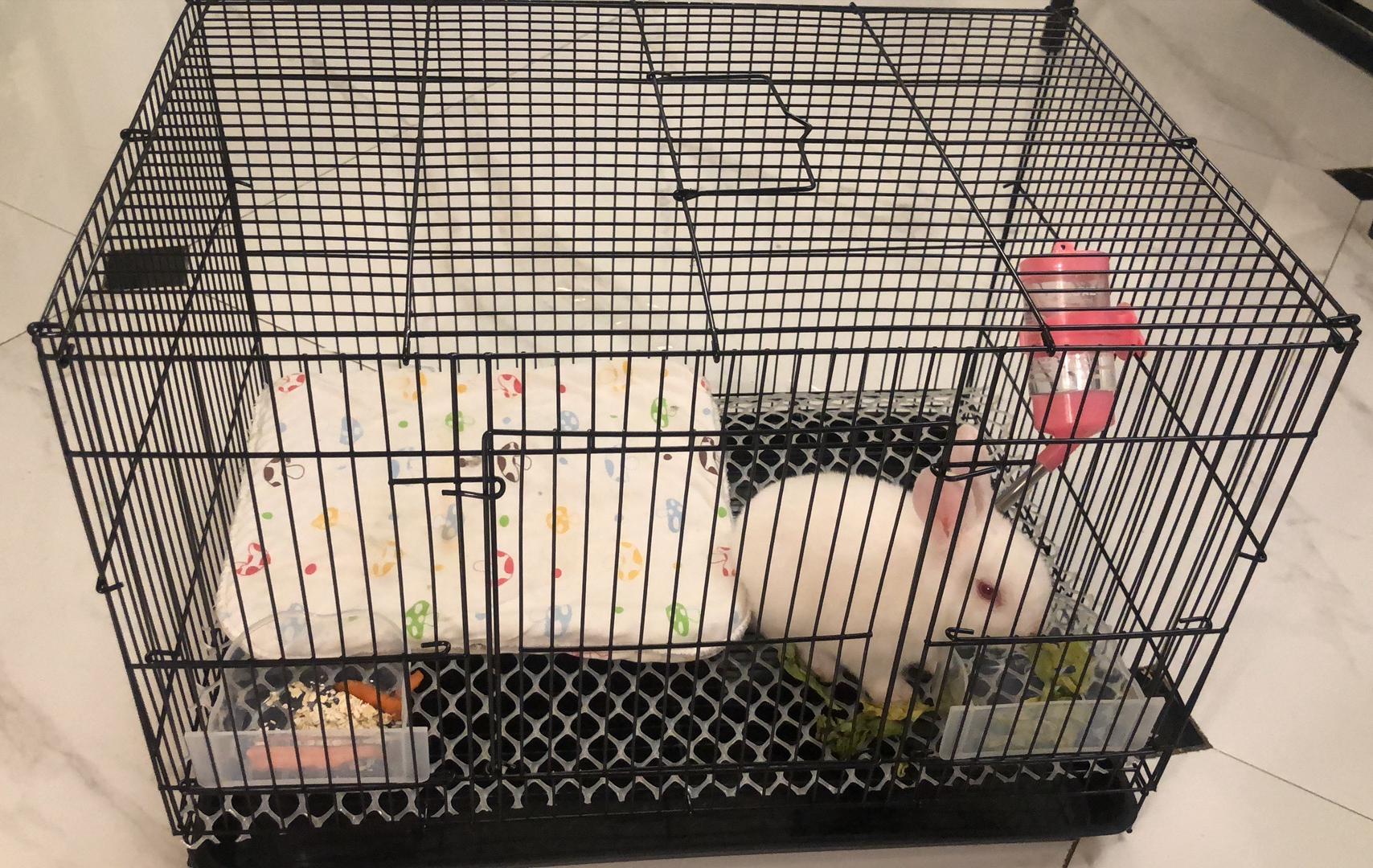 刚买的小兔子要死亡怎么办,自己家养的小兔子死了怎么办