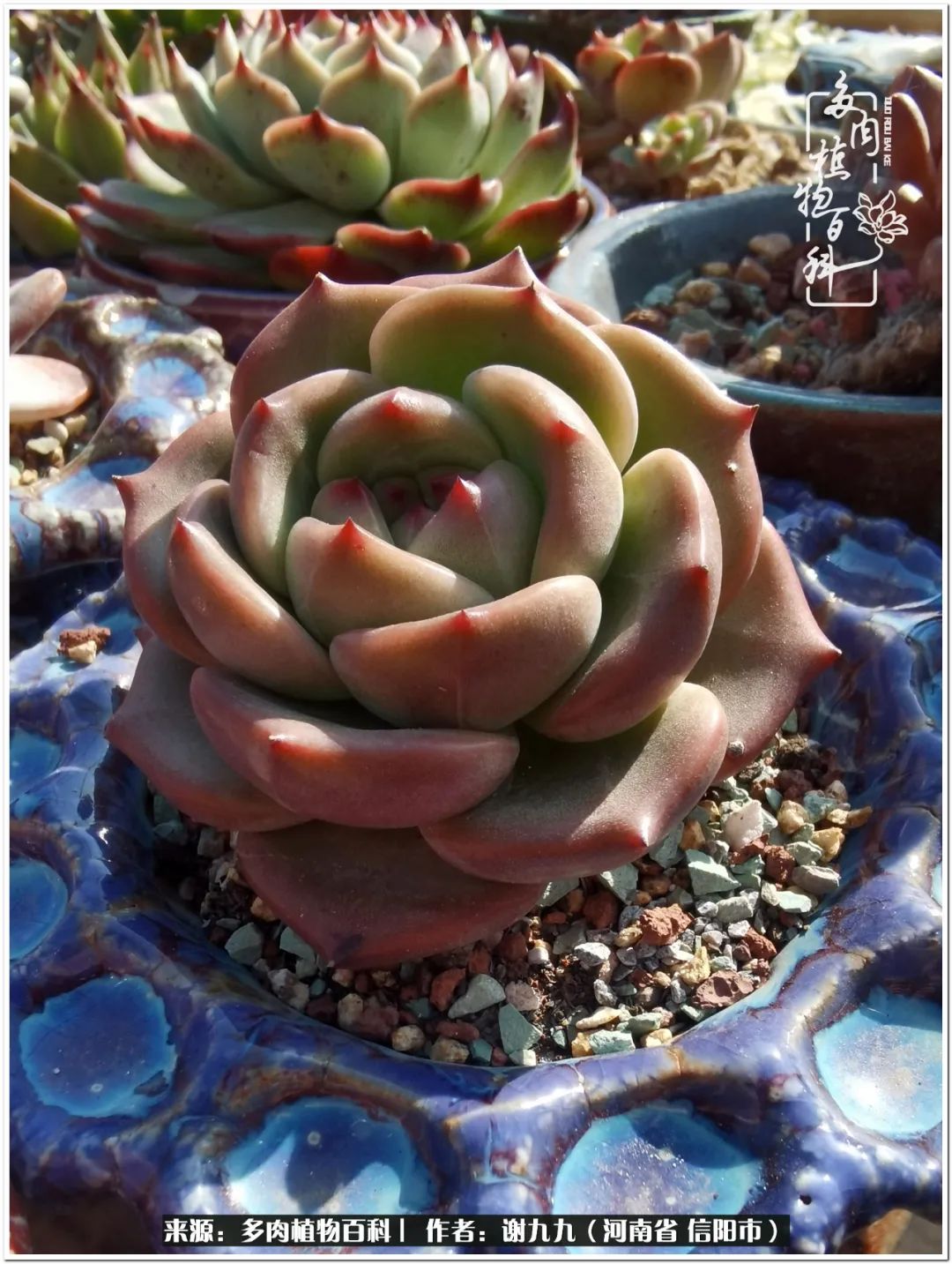 与多肉植物在一起的感怀,与多肉同行