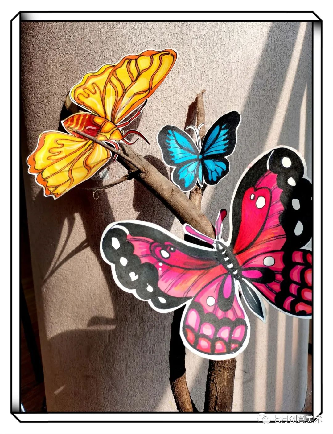 蝴蝶标本挂在墙上,蝴蝶标本制作方法