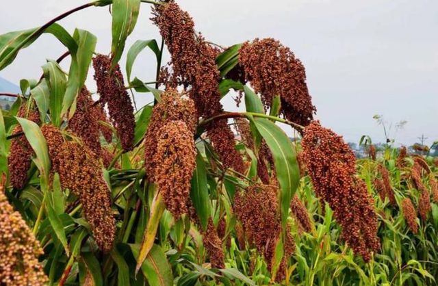 高粱酿酒一斤高粱能出多少酒水,100斤高粱能酿多少酒是怎么一回事