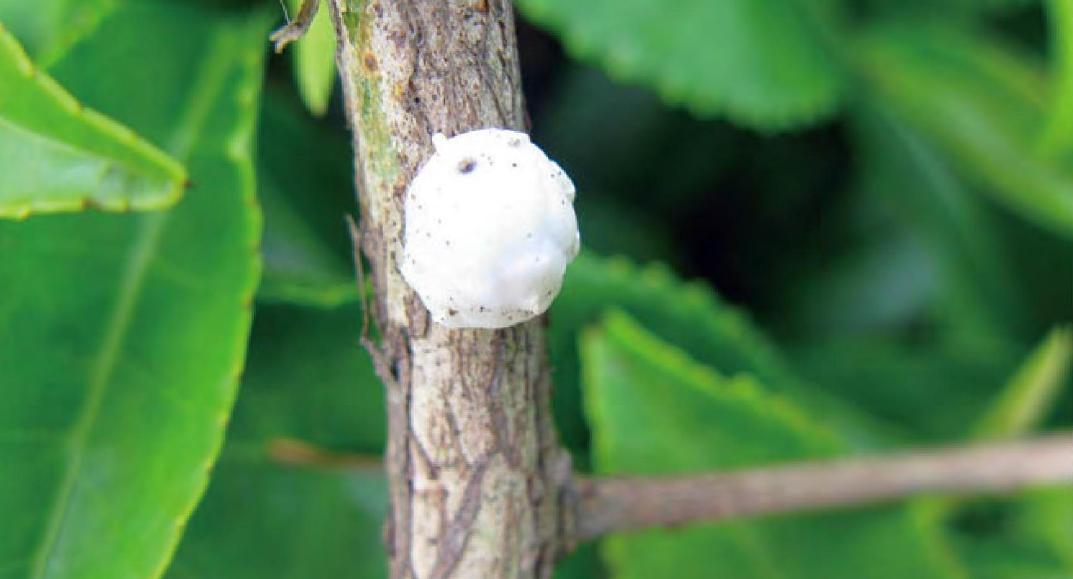 蜡蚧病怎么来的,角蜡蚧用什么农药最好