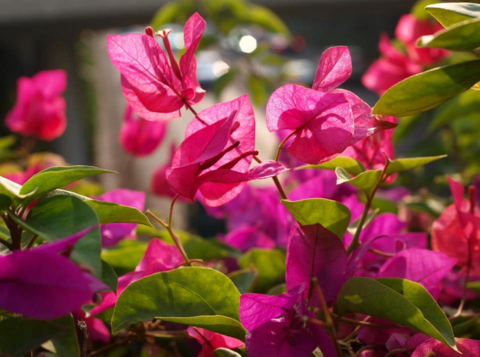 4种“爱晒太阳”的植物，越晒长得越好，枝繁叶茂，开花也就越多