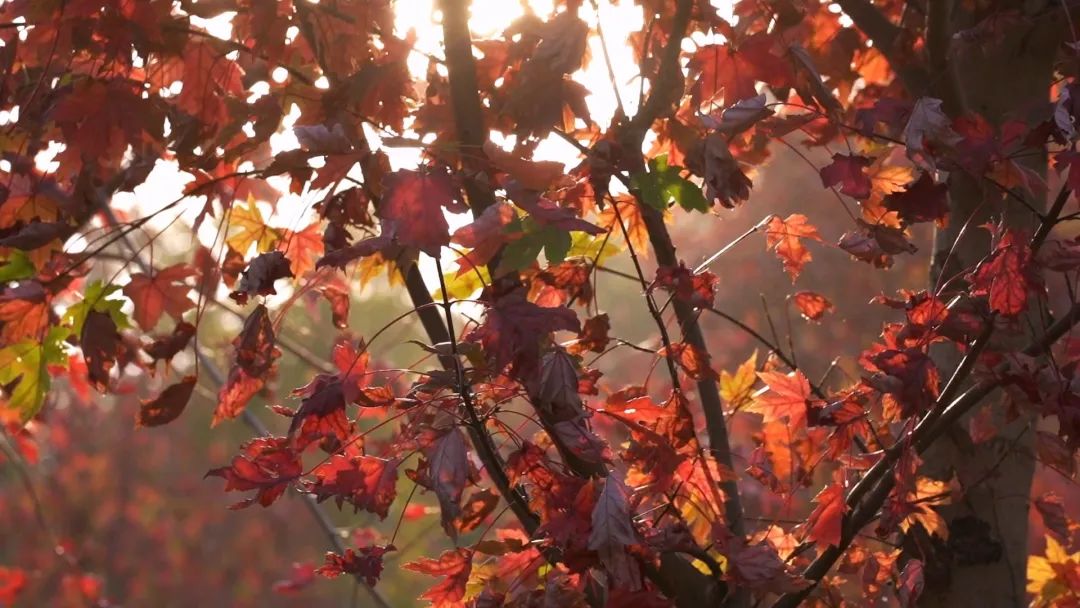 韶关看枫叶的地方,秋天韶关哪里看枫叶最佳