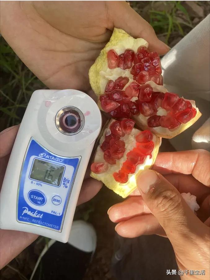 突尼斯软籽石榴超级好吃,突尼斯软籽石榴不用吐籽就能吃