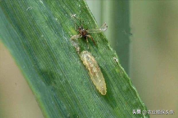 昆虫的习性与行为与害虫防治,害虫防治与昆虫分类