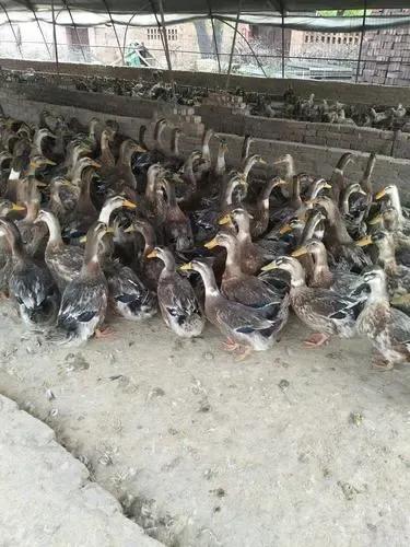 留守妇女老公长期外出打工,留守女人丈夫常年在外打工