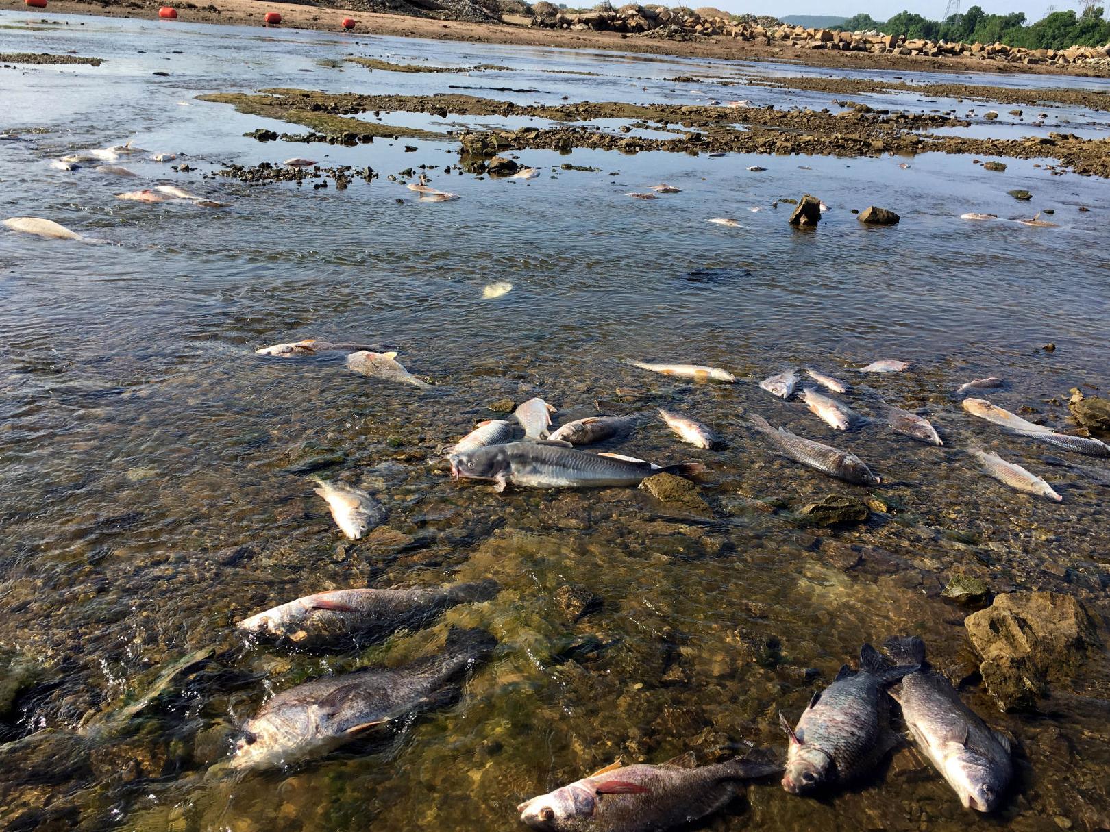 被屎包围是一种什么体验？非洲的鱼告诉你，真的能把鱼“恶心”死