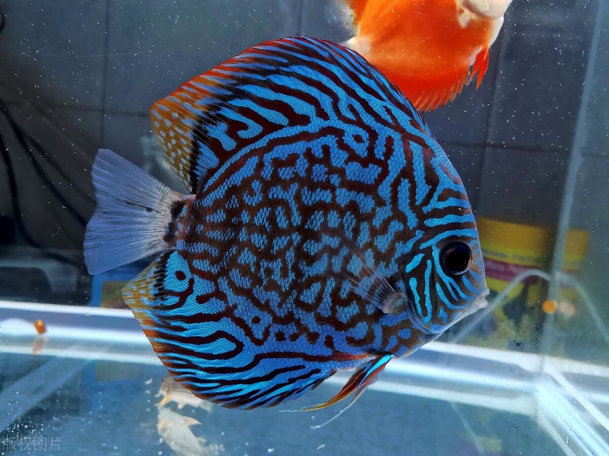 七彩神仙鱼最好看的品种,野生七彩神仙鱼所有品种