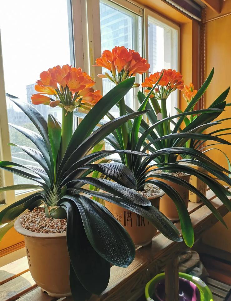 什么花高档大气好养,好养高大上漂亮有寓意的花