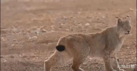 现实版鹬蚌相争蚌夹住小鸟脚,现实版鹬蚌相争河蚌夹住小鸟脚