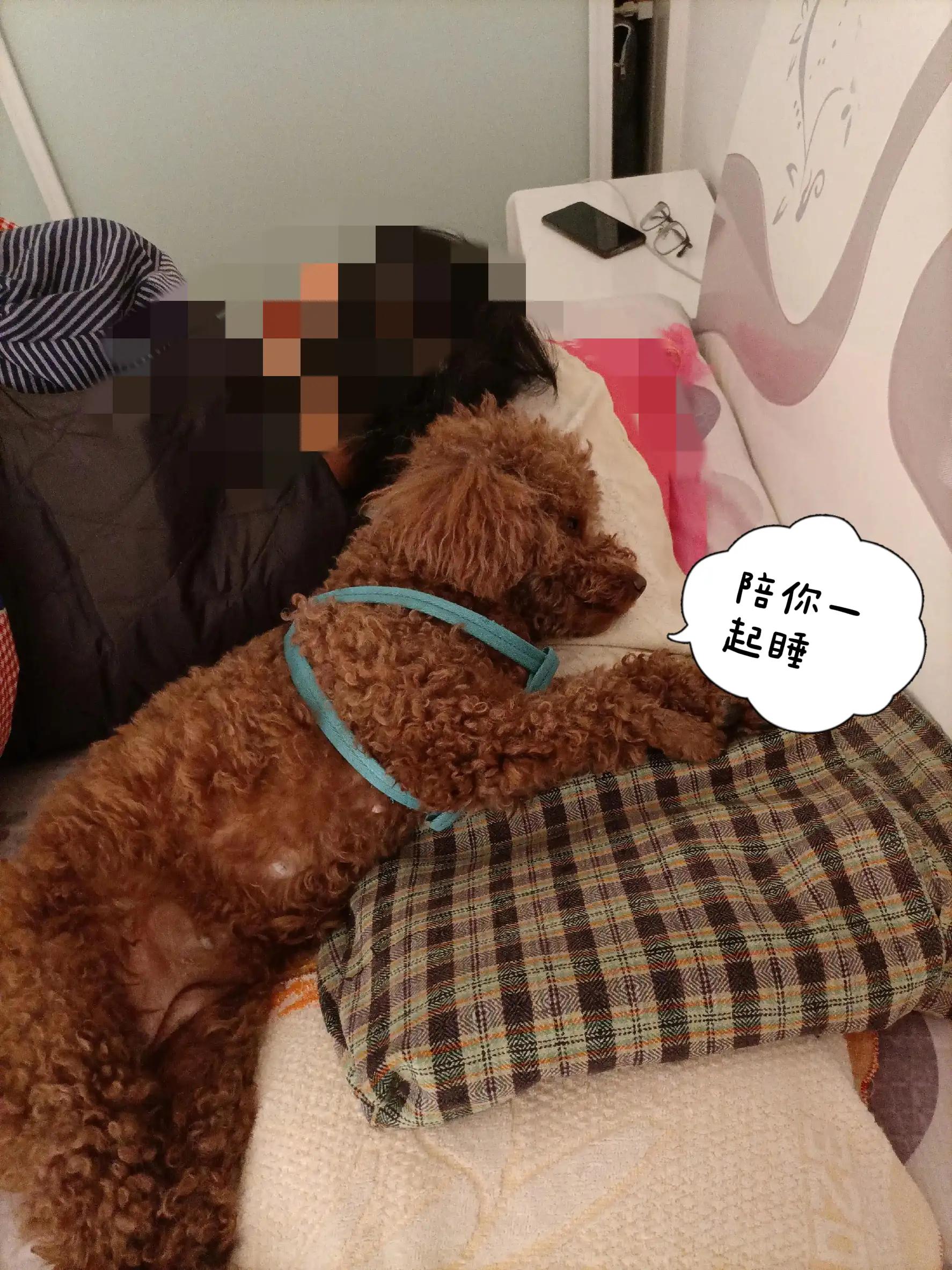 养只可爱的狗头,养只小可爱游戏