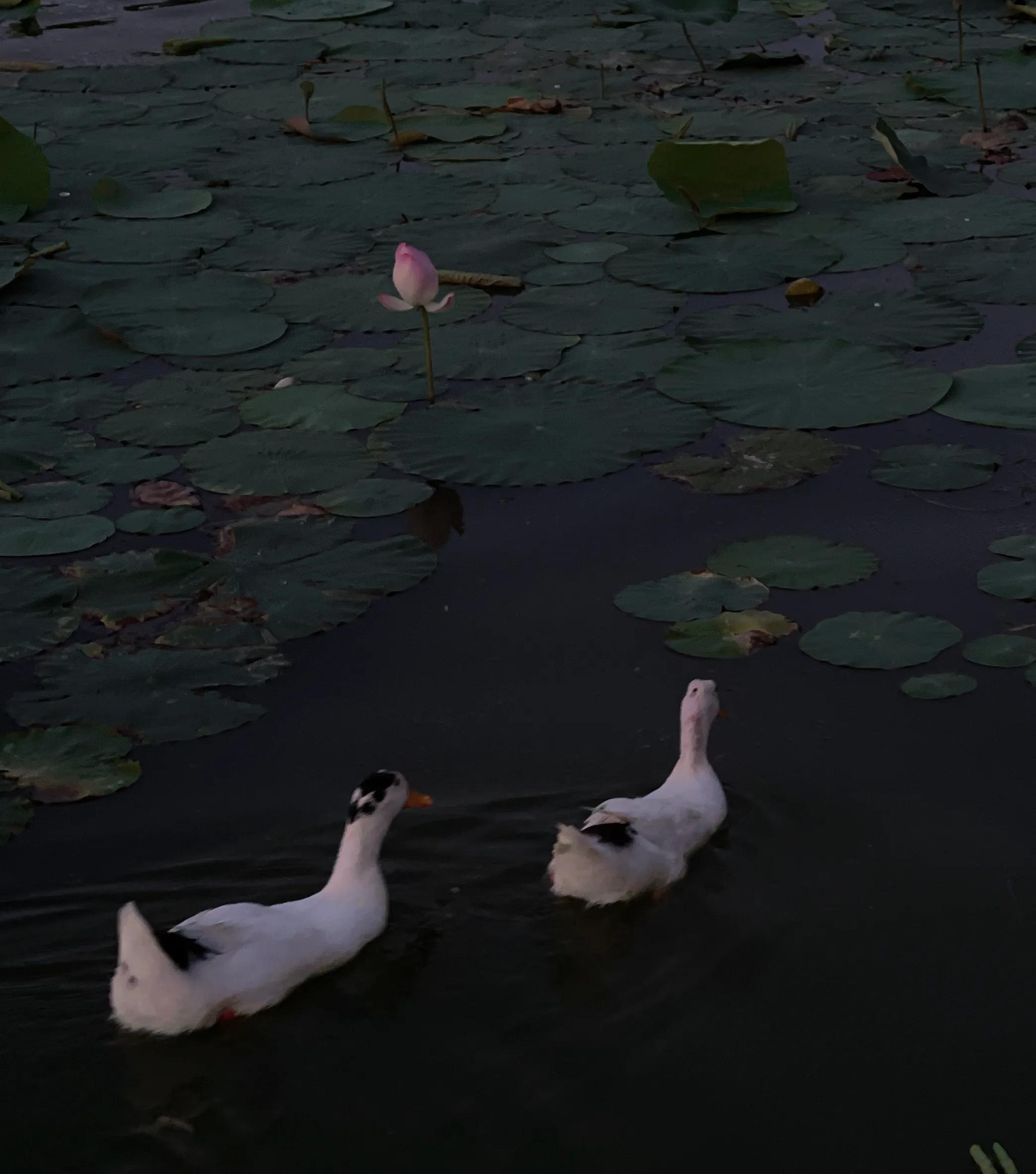 兴庆公园长乐之声合唱团直播现场,兴庆公园大合唱