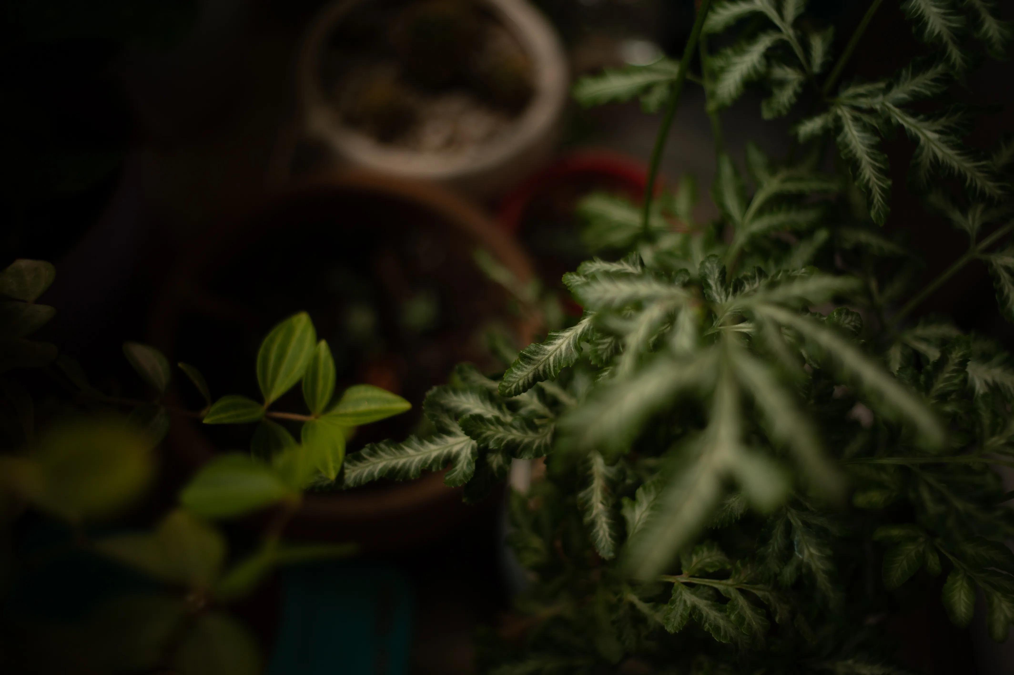 尼康35mmf1.4镜头样片,尼康16-85与尼康18-200画质哪个好