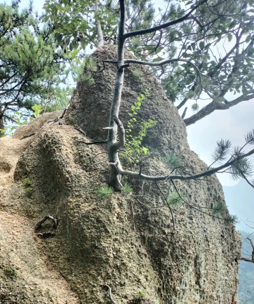 乐在其中——我与公众号“百姓文化视点”◎文/天涯