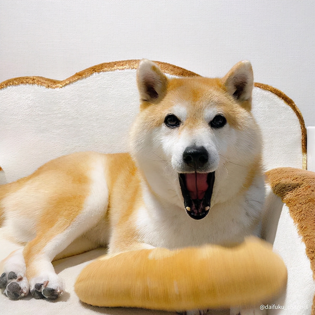 柴犬细小已经7天了还拉血便呕吐,柴犬不吃食物怎么办