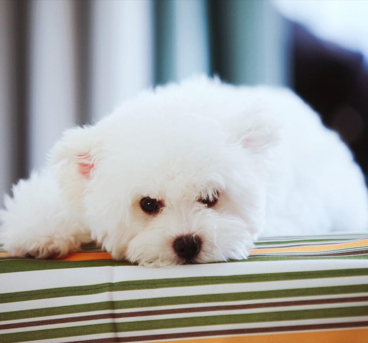 比熊怎么挑狗粮,比熊怎么挑才健康