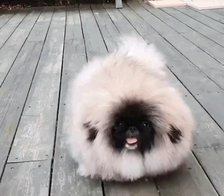 体臭狗排行榜前十名,建议新手养的10种狗不掉毛无体臭