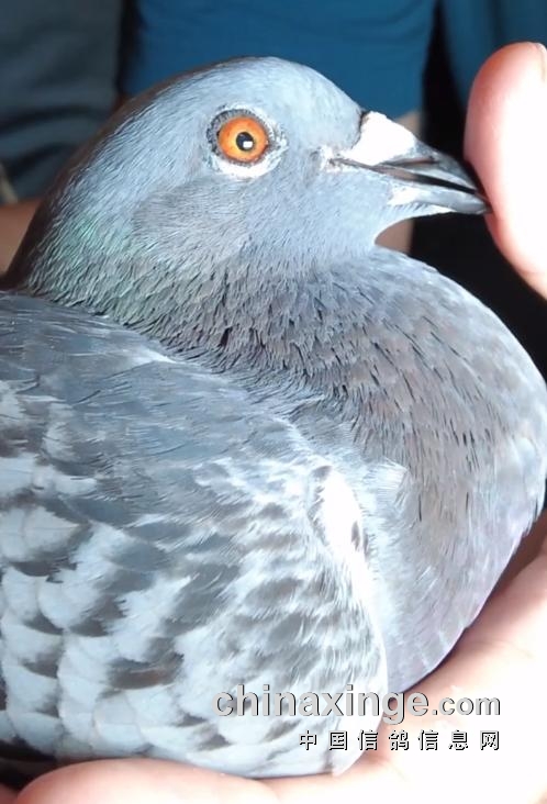 北京志刚吴昊鸽舍设计理念,吴昊赛鸽