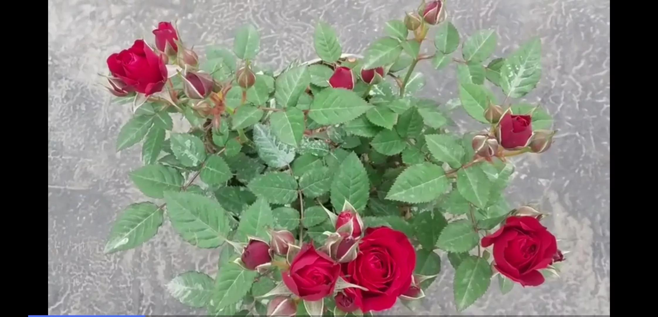 常见切花月季一览（45）