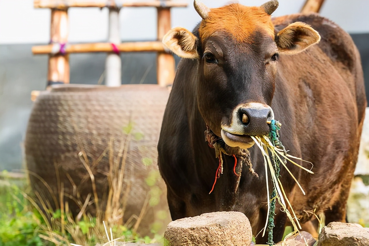 牛胃积食胀气怎么解决,牛胃积食怎么办快速解决