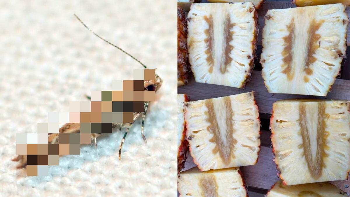 台湾名嘴说台湾吃凤梨,台湾名嘴谈吃18公斤凤梨