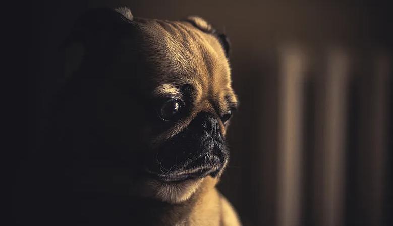 宠物毒粮有哪些 (宠物饲料鉴别)