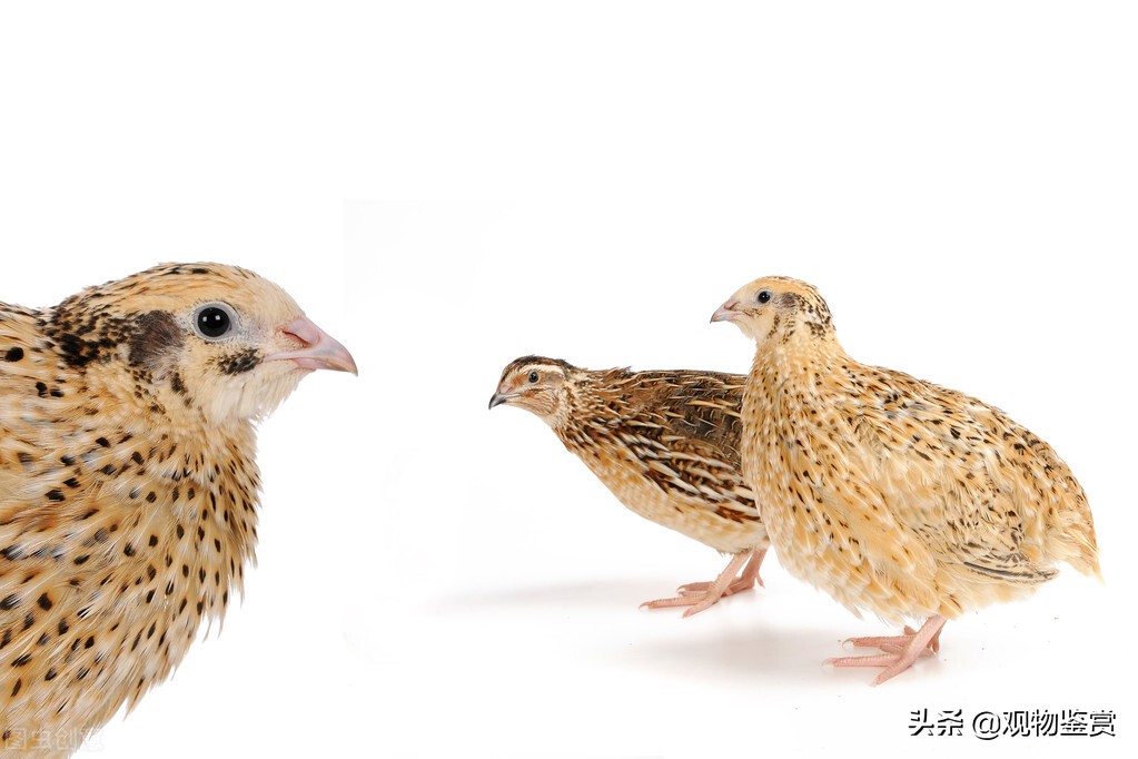 鹌鹑怎么养成活率高,如何养鹌鹑视频教程