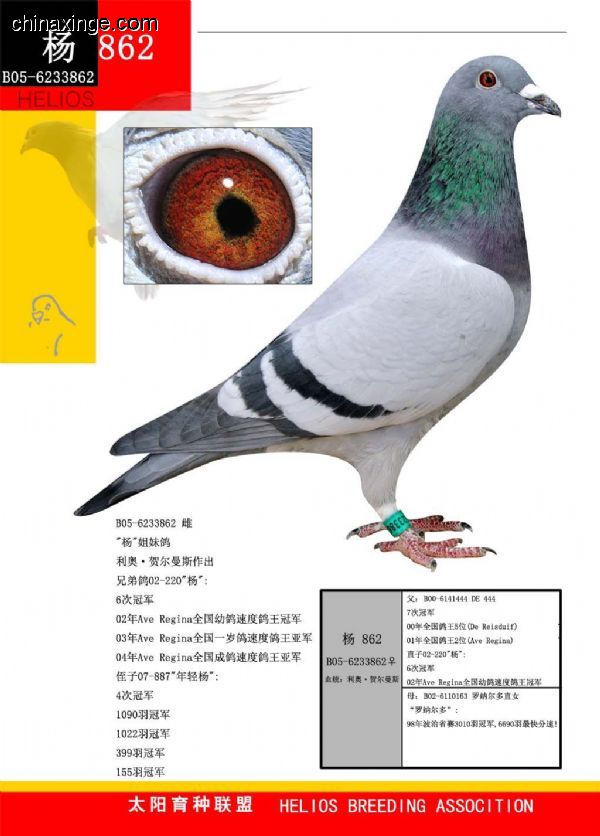 善良比利时莫里斯,比利时速度狂魔