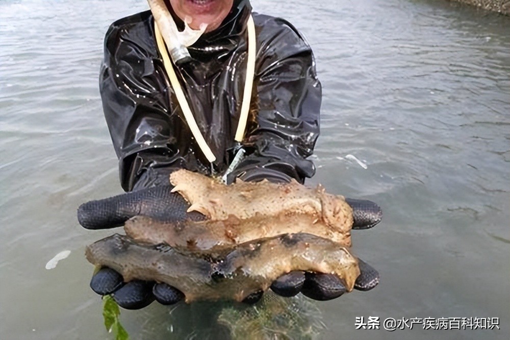 海参弧菌感染症状,海参霉菌感染怎么治