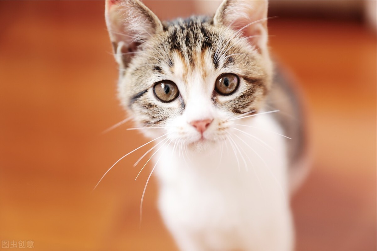 长寿猫咪,想要猫咪长寿需要注意这三件事