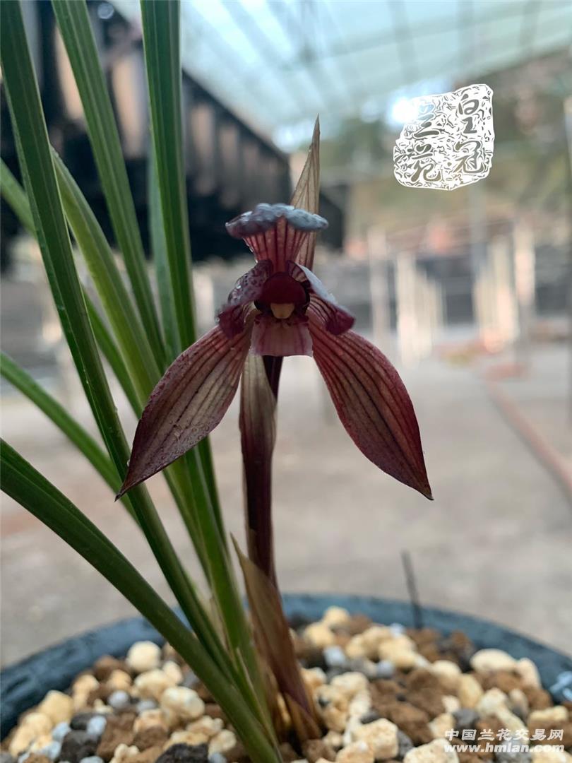 80鍚庡皬浼欏吇鍏扮殑骞冲焊鐢熸椿,90鍚庡吇鍏颁汉鎴愬姛妗堜緥