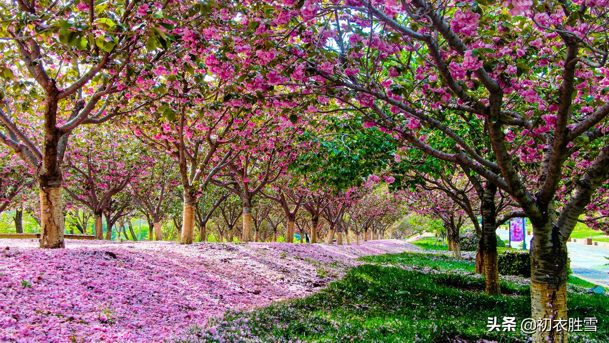 盛唐李白仙意落花五首:愿随夫子天坛上,闲与仙人扫落花