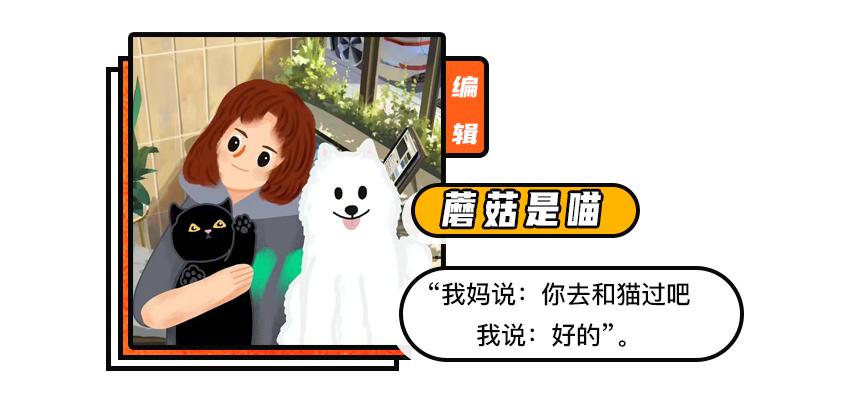 两只猫打架喵星人殊死搏斗满嘴毛,两只猫打架互拔胡子