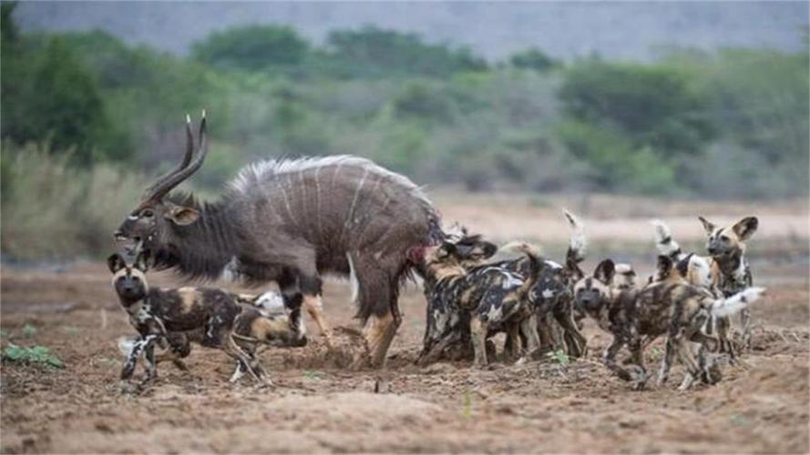 狮子都怕的鬣狗！靠掏肛术称霸非洲，实属无奈之举？