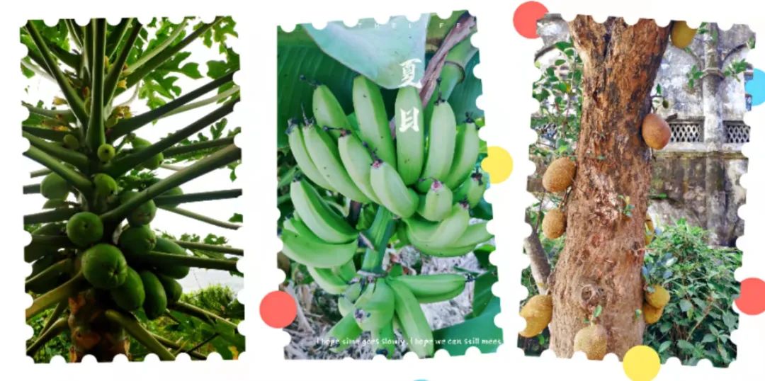 北海涠洲岛避坑全攻略,北海涠洲岛旅游风景几月去最好