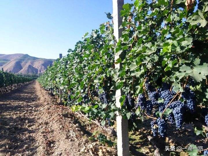 左宗棠收复全疆的史实,左宗棠如何收复全疆的