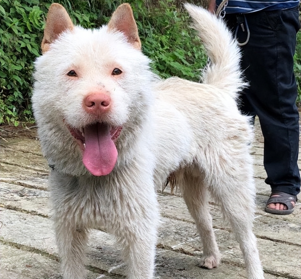 狗狗视频大全小狗打猎,上山打猎狗狗