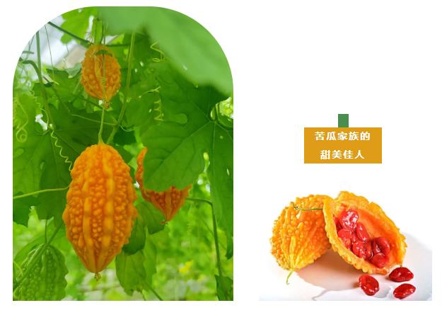 翡翠黄瓜冰糖葫芦,翡翠黄瓜和田玉