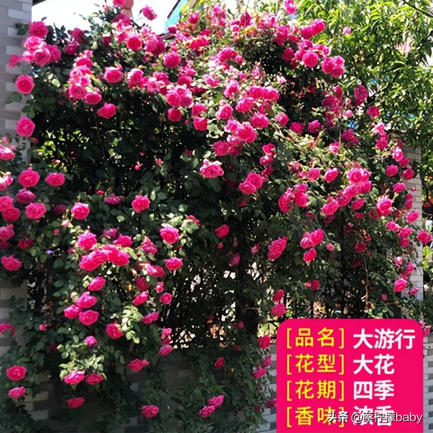 路边的蔷薇花是什么品种,哪个品种蔷薇花最好看最香