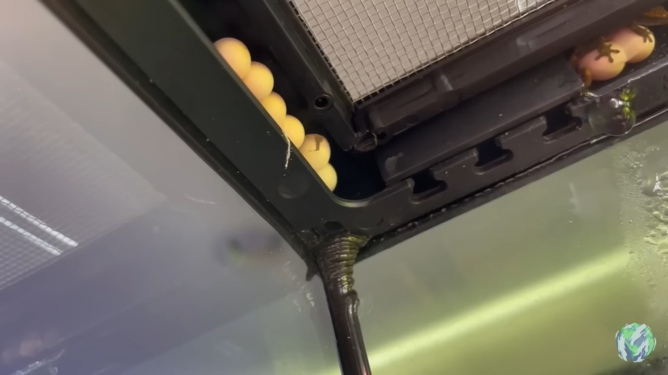 美国小哥在卧室建出一缸热带雨林，食物链环环相扣，太强了