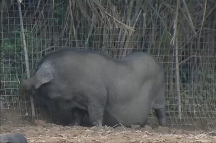 回乡养猪带领村民致富,大姐带村民发家致富