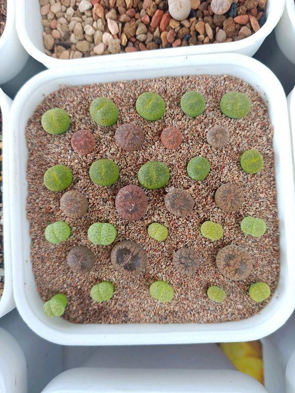 多肉生石花中间长出小芽怎样办,多肉生石花用纯颗粒土控养怎么样