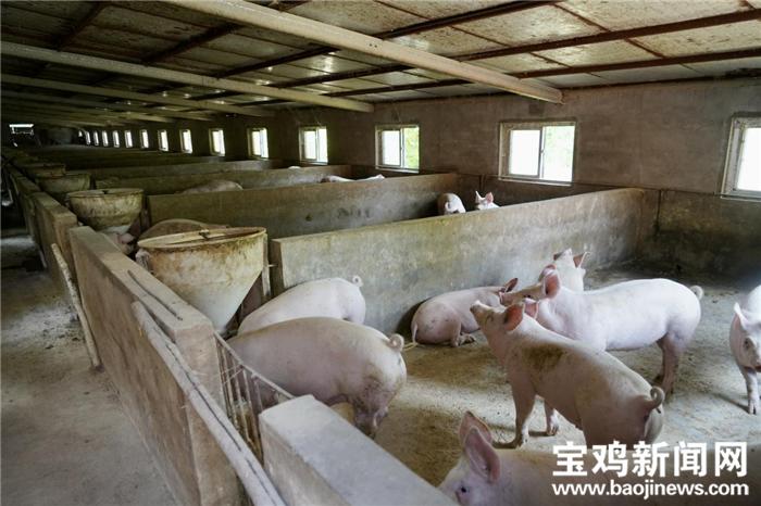 杨百万简历,杨百万的奋斗史