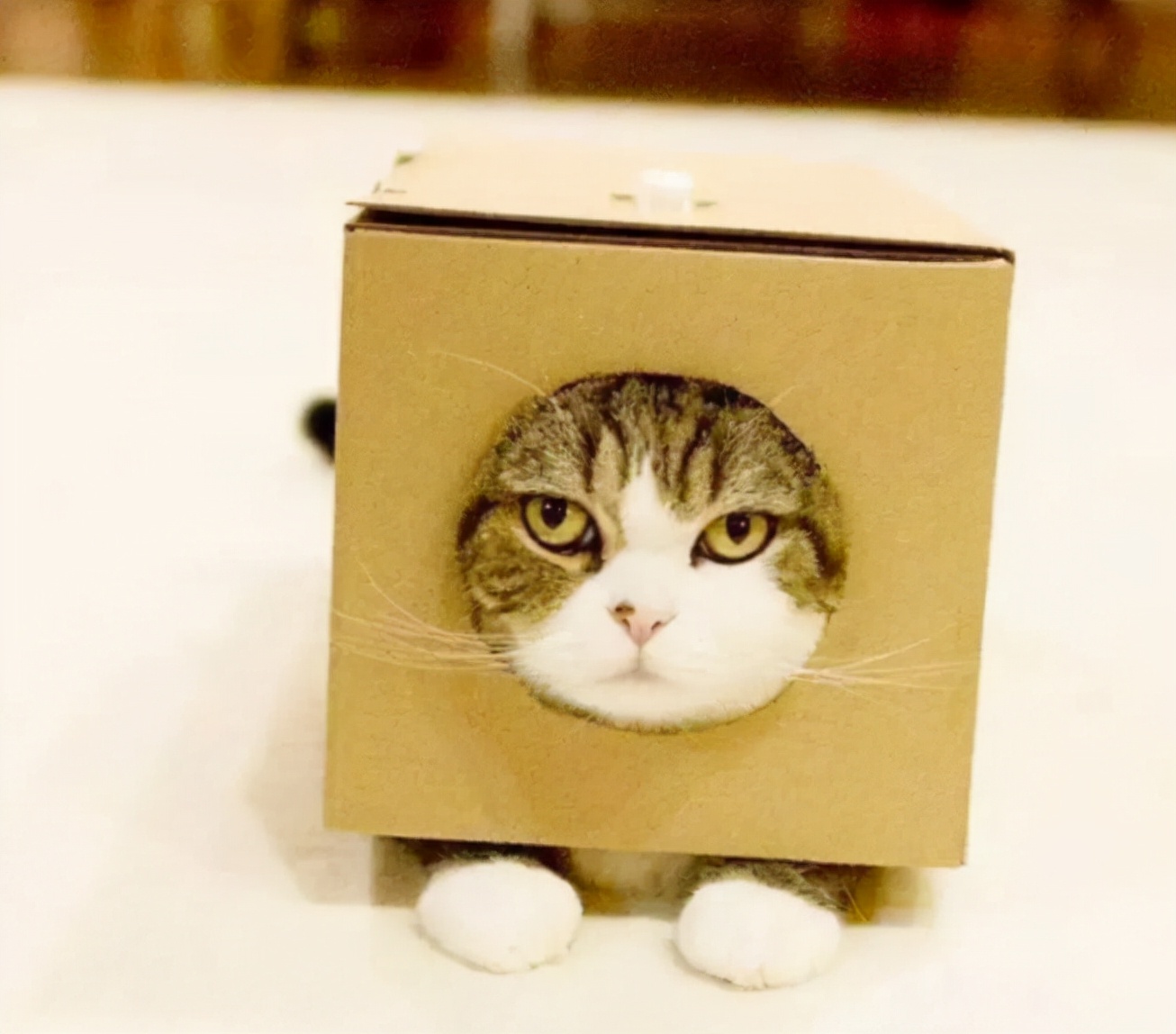 猫咪为什么喜欢待在纸箱,为什么猫咪沉迷吃手