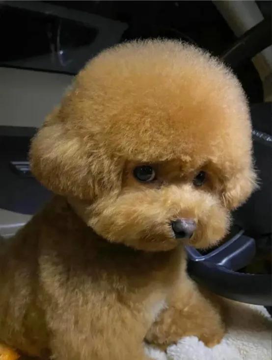 新手养狗这样做十年不丢一只狗,新手自己养狗入门攻略