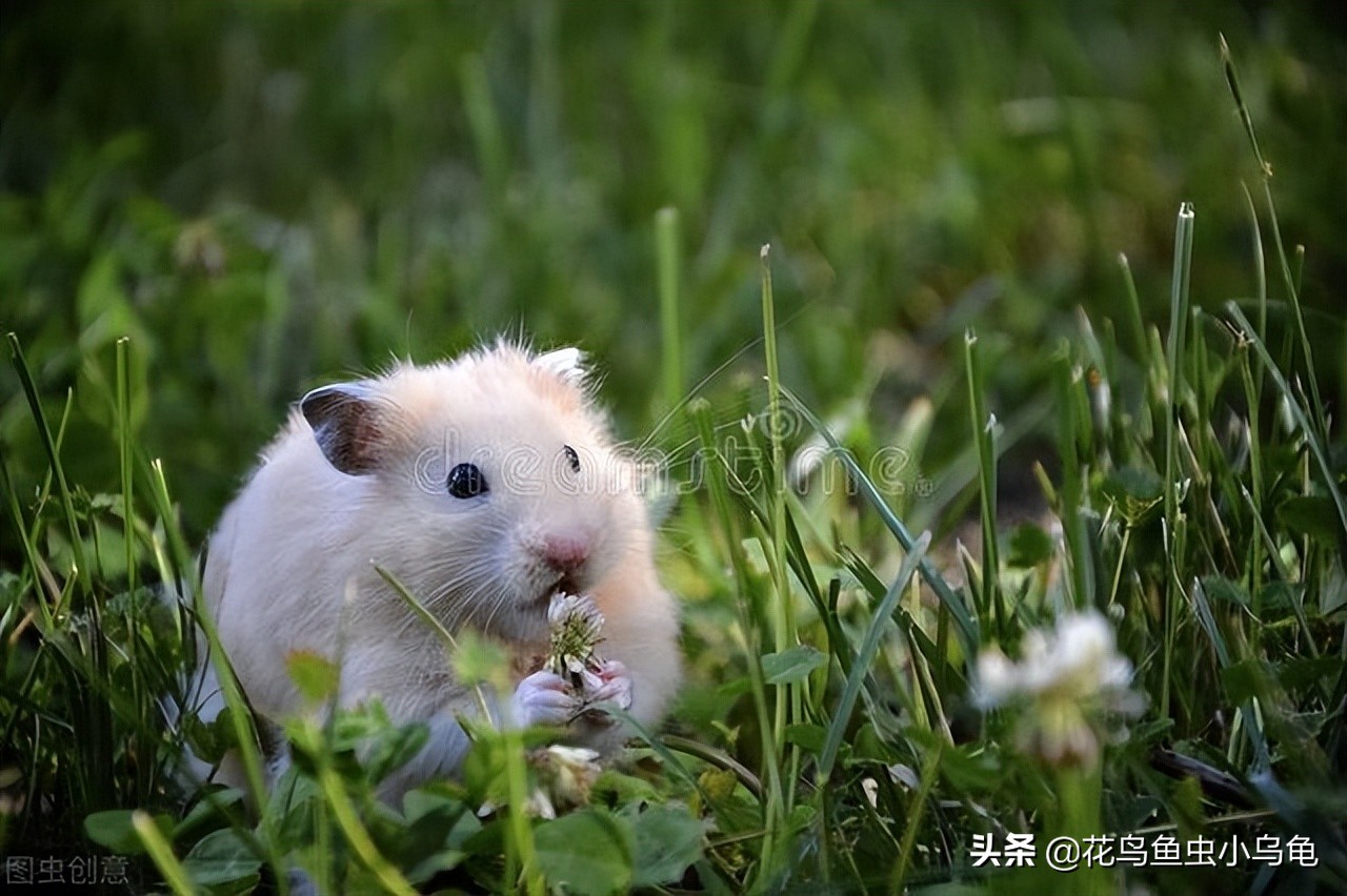 了解一下仓鼠吃什么,仓鼠可以啃的树枝种类大全